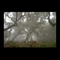 Oaks in the Marin Headlands