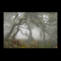 Oaks in the Marin Headlands